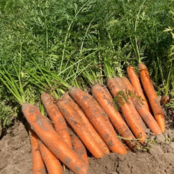 Marchew Carruba  F1 100 tyś nas. precyzja st